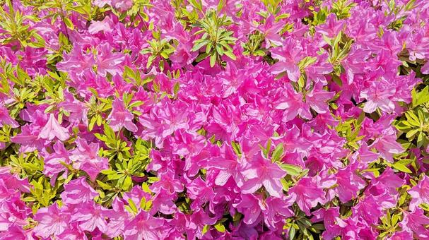 ４月・５月満開のつつじの壁紙 つつじ,花,葉っぱの写真素材