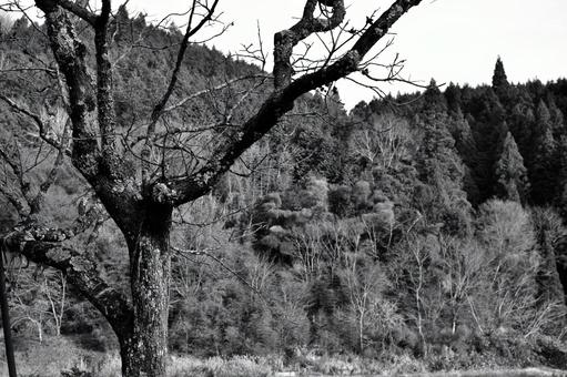 枯れ木 モノクロ 枯れ木 モノクロ 枯れ木,秋,冬の写真素材