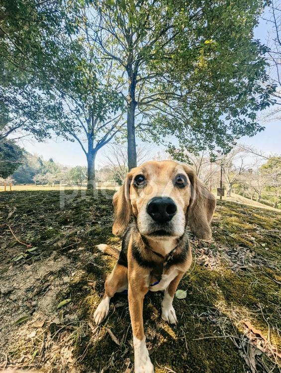 ん？何だ？ 犬,ビーグル,中型犬の写真素材