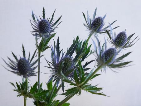 エリンジウム＊生花 エリンジウム,エキゾチック,青い花の写真素材