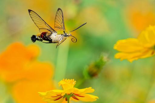 花畑を飛び回るオオスカシバ 花畑を飛び回るオオスカシバの写真