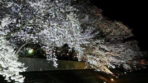 夜桜 夜桜の写真