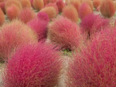 コキア02の写真