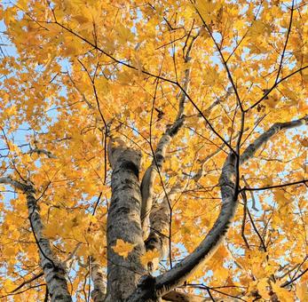 秋の黄葉したモミジ 秋,モミジ,黄葉の写真素材