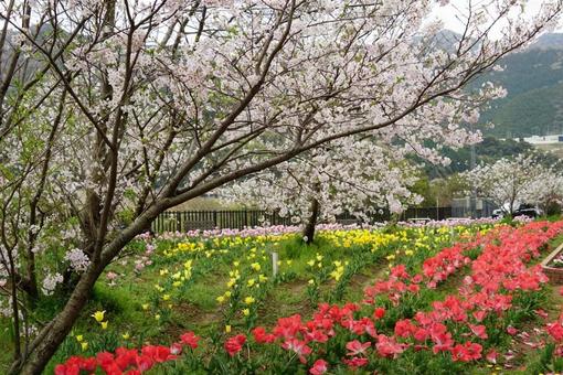 春の花咲く公園 春の花咲く公園の写真