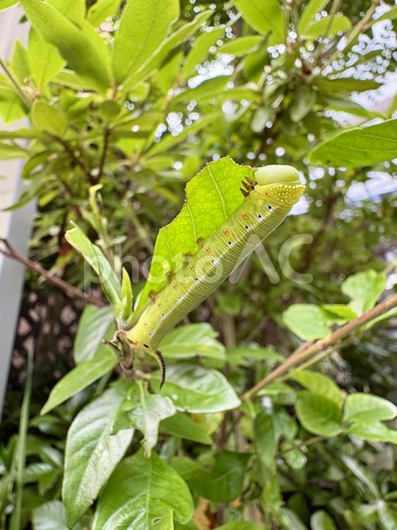クチナシの葉を食べるオオスカシバの幼虫 虫,オオスカシバ,幼虫の写真素材