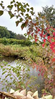 少しの紅葉の写真