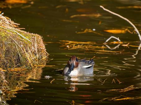 A duck swimming in a pond, JPG