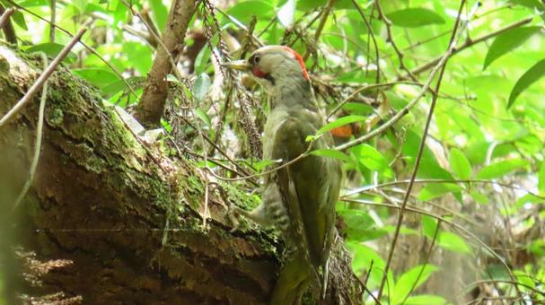 Photo, wild bird, birdie, bird, 