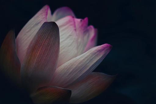 フィルム風の蓮の花 フィルム風の蓮の花の写真