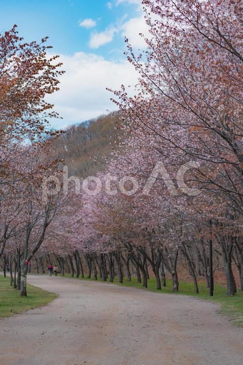 桜並木 木,サクラ,美しいの写真素材