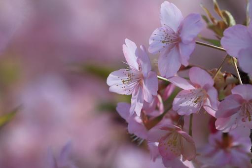 Kawazu cherry blossoms, JPG