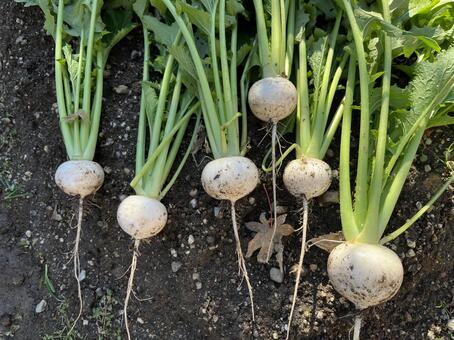 畑の野菜 畑,野菜,小蕪の写真素材