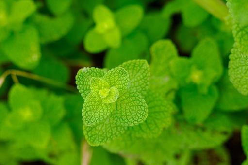 アップルミント⑴ アップルミント⑴ 植物,アップルミント,マルバハッカの写真素材