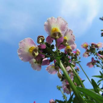 キンギョソウの写真