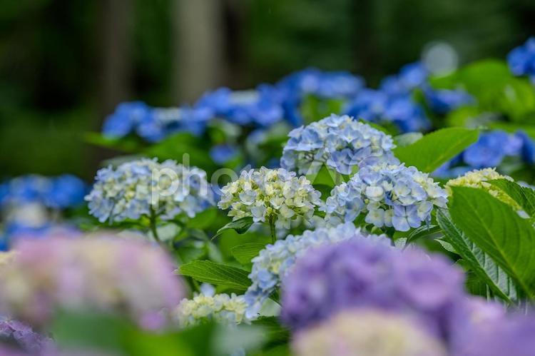 指扇アジサイまつり2025年 アジサイ,紫陽花,花の写真素材