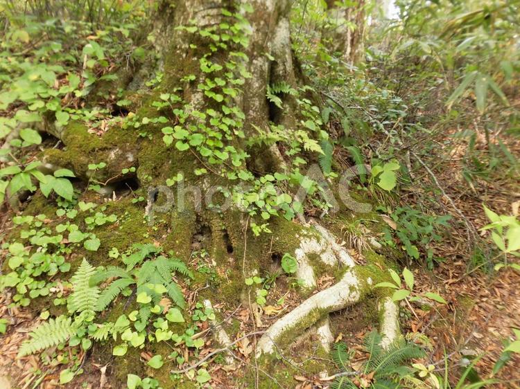 根の張る土地 木,苔,根の写真素材