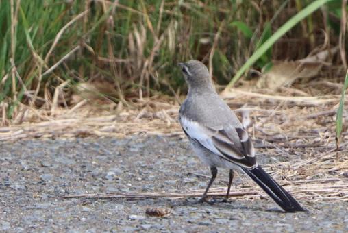 ハクセキレイ ハクセキレイ 野鳥,セキレイ,鳥の写真素材