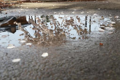 水鏡の桜 水鏡の桜の写真