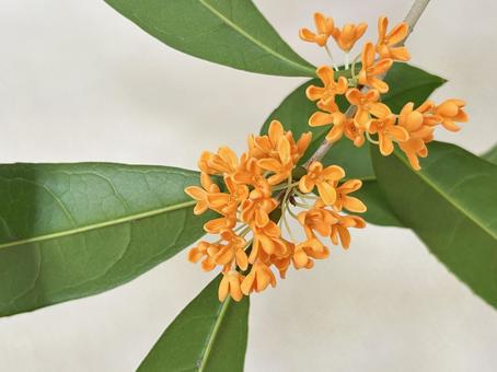 キンモクセイの写真