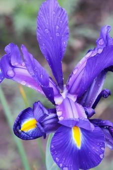 4月下旬の庭の雨上がりのハナショウブの花 4月下旬の庭の雨上がりのハナショウブの花の写真