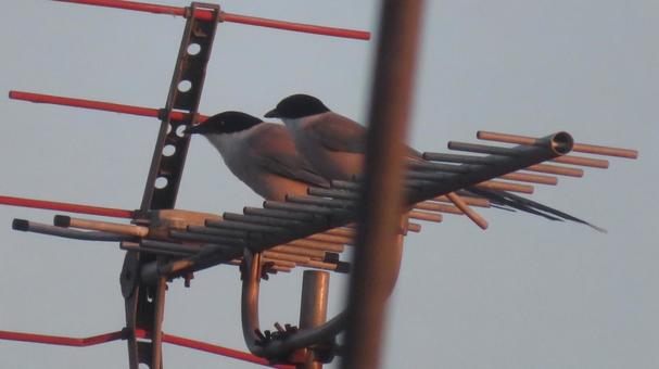 夕陽のツガイのオナガ 夕陽のツガイのオナガ オナガ,尾長,野鳥の写真素材