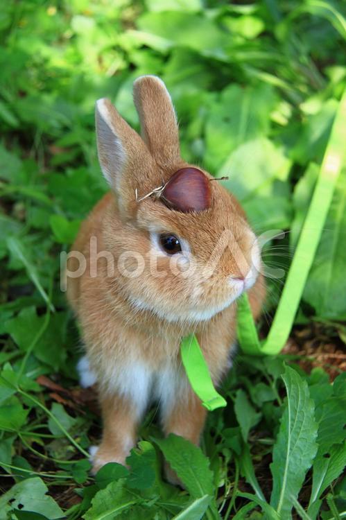うさんぽ（秋） うさぎ,ウサギ,ペットの写真素材
