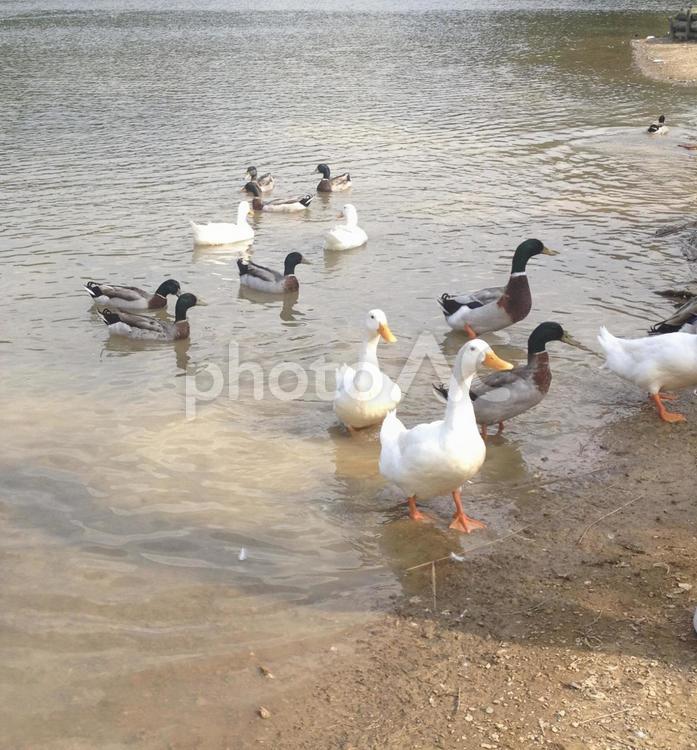 あひるの群れ アヒル,鳥,アヒルの群れの写真素材
