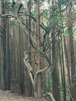 Photo, katsuragiyama, dai and ge city hill, natural, 