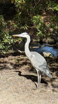 梅小路公園のアオサギ 鳥,サギ,ネイチャーの写真素材