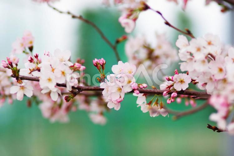 開いた花、これから咲く蕾 ピンク,開花,蕾の写真素材