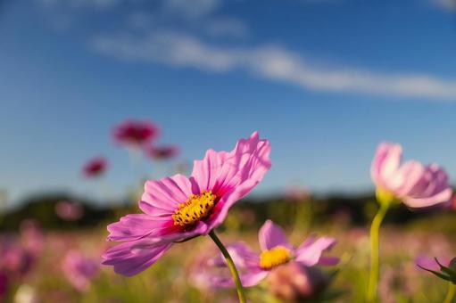 暖かな日差しの中で咲く可憐な秋の秋桜畑 コスモス,秋桜,花の写真素材