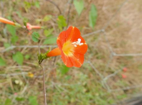 【花の写真】 マルバルコウソウ マルバルコウソウ,丸葉縷紅草,花の写真素材