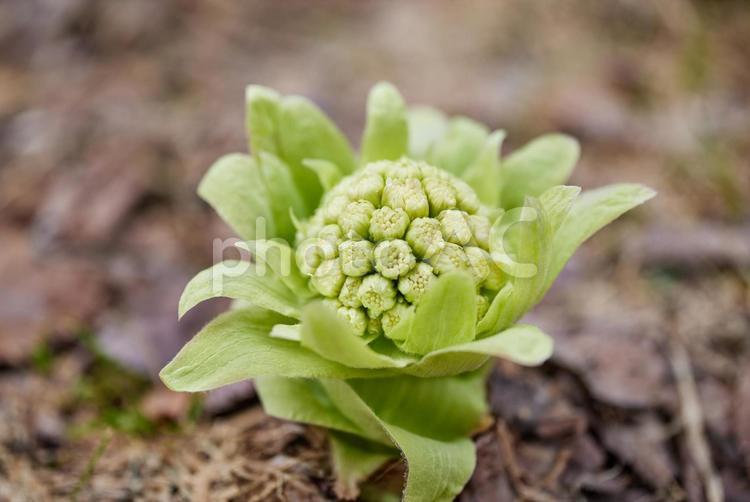 春を告げるフキノトウ ふきのとう,フキノトウ,蕗の薹の写真素材