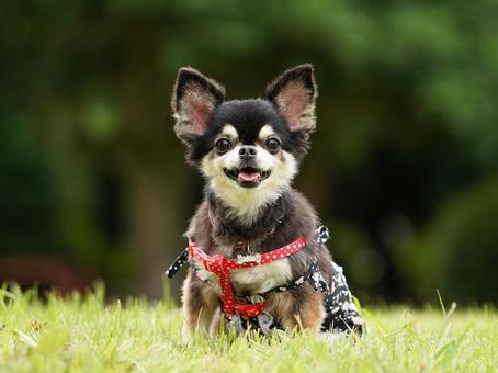 Photo, dog, chihuahuasa, a pet, 