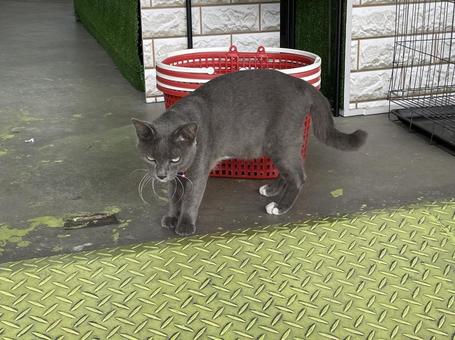 Cat, JPG
