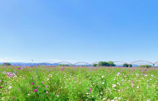 コスモス畑と赤い橋4 コスモス,秋桜,ピンクの写真素材