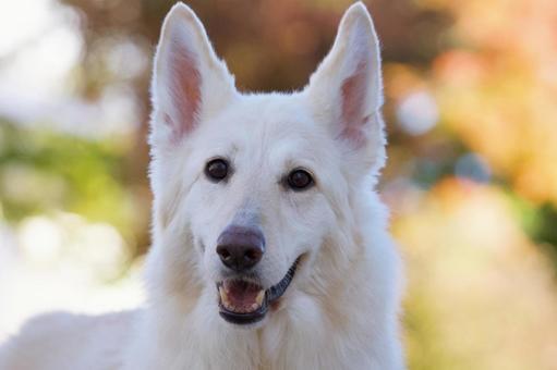 犬のポートレート 犬,ホワイトシェパード,大型犬の写真素材