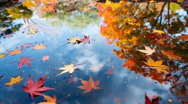 日本庭園の池の水面に映る紅葉 日本庭園の池の水面に映る紅葉の写真