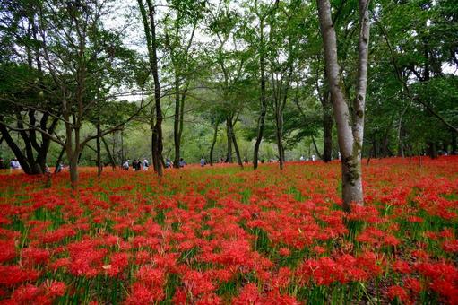 彼岸花の風景 彼岸花の風景の写真