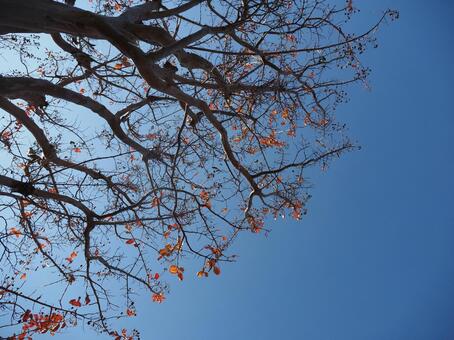インド綿の木 インド綿の木,植物,紅葉の写真素材