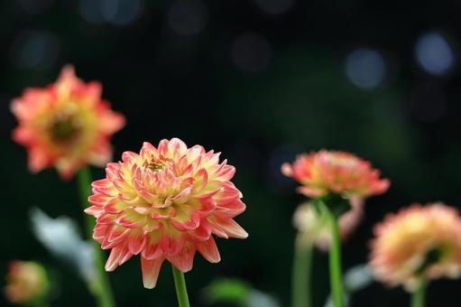 色鮮やかな大輪 色鮮やかな大輪 ダリア,花,キク科の植物の写真素材