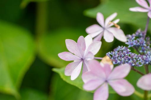 紫陽花9 紫陽花9の写真