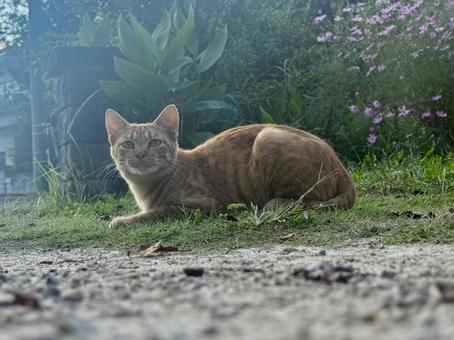 座る猫 動物,ねこ,ネコの写真素材