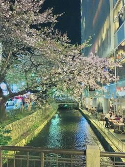 夜桜と川 夜桜と川 夜桜,桜,夜の写真素材
