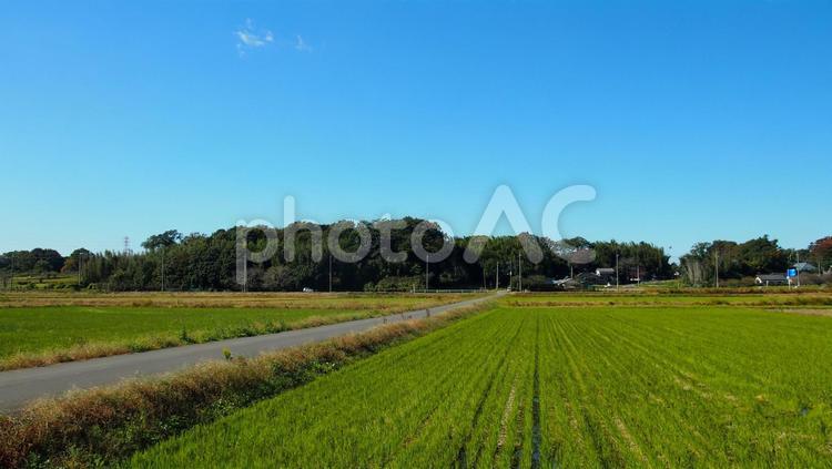 田園風景 風景,いなか,そらの写真素材
