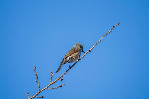 枝にとまるヒヨドリ ヒヨドリ,野鳥,鳥の写真素材