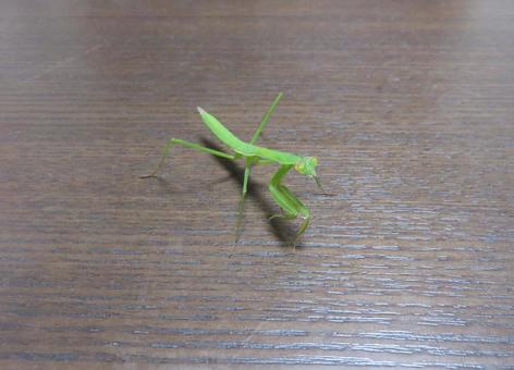 カマキリの子供 カマキリの子供 カマキリ,蟷螂,虫の写真素材