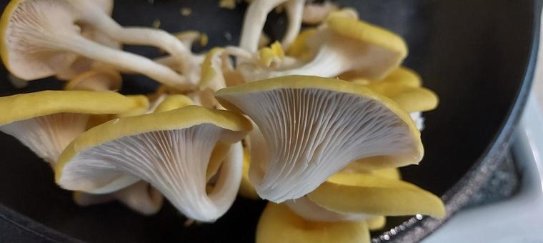 Tamogitake mushroom 3, JPG