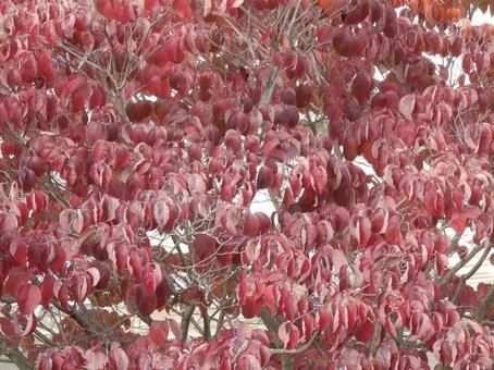 【紅葉写真】美しい紅葉 紅葉,自然,風景の写真素材